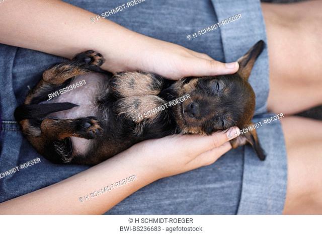 Wire-haired Dachshund, Wire-haired sausage dog, domestic dog Canis lupus f. familiaris, 6 weeks old wire-haired miniature sausage dog lying on its back sleeping...