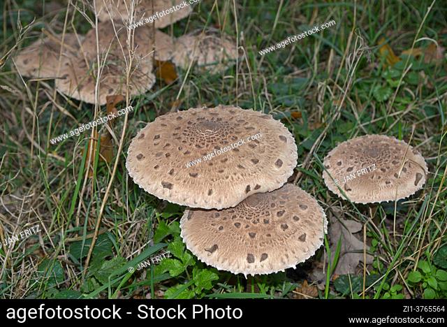 parasol fungus in a forest in Holland