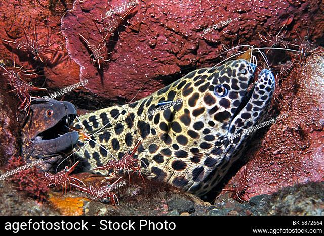 Laced moray ( Gymnothorax favagineus) and yellow-spotted, yellow-branded or Yellow-edged moray ( Gymnothorax flavimarginatus) surrounded by camel shrimp (...