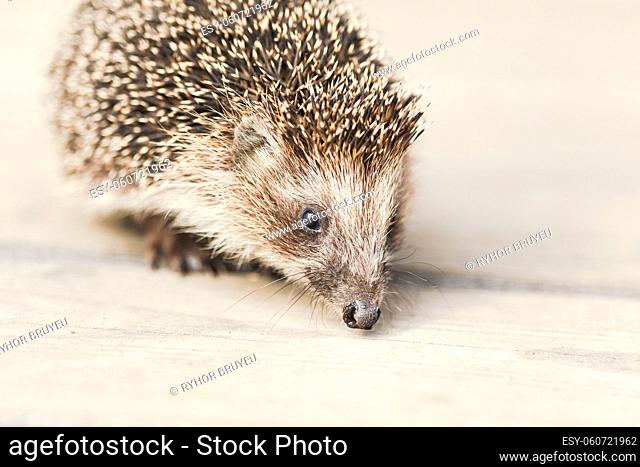 Small Funny Hedgehog Standing On Wooden Floor