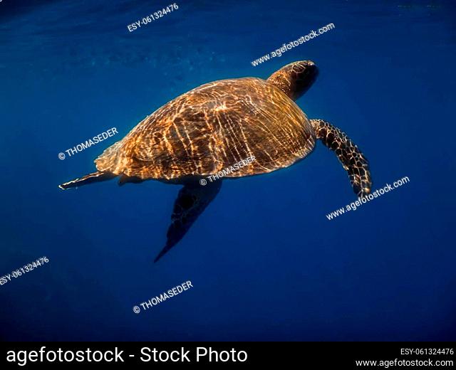 hawksbill turtle with reflection from sunrays while diving in egypt
