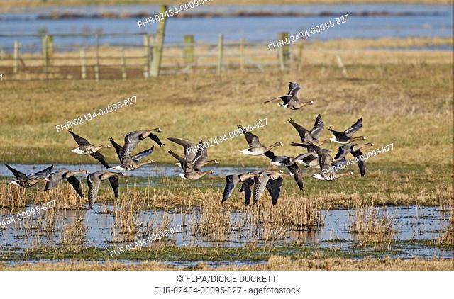 White-fronted Goose Anser albifrons flock, in flight, Welney, Norfolk, England, february