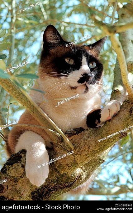 beautiful purebred siamese catperching in a tree