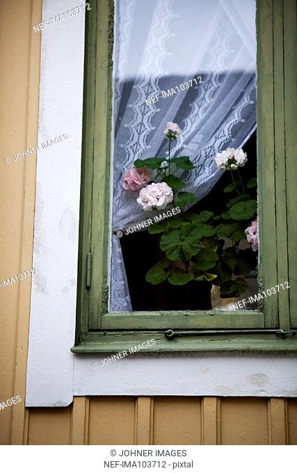 Potted flowers on windowsill
