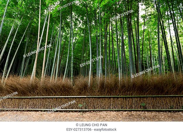 Arashiyama Bamboo Groves