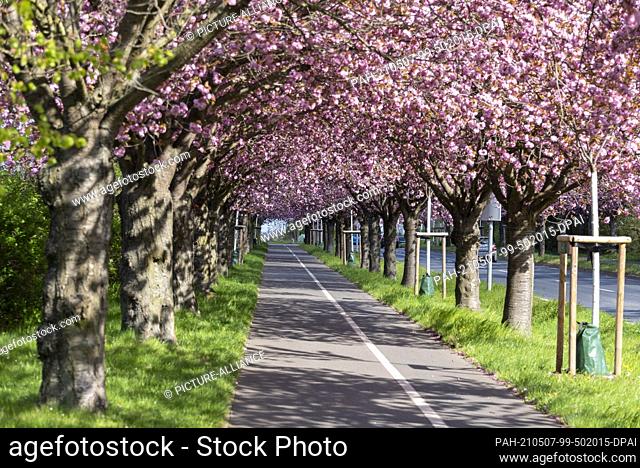05 May 2021, Saxony-Anhalt, Magdeburg: Every year in spring, Japanese ornamental cherries blossom in Magdeburg. The cherry blossom can be experienced in Holzweg