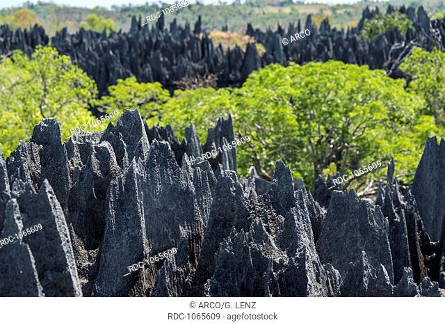 Karst Formation, Tsingy du Bemaraha, Nationalparc, Mahajanga, Madagascar