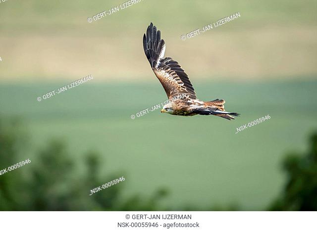 Red Kite (Milvus milvus) in flight against grassland, germany, eifel