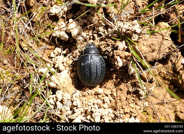 Pimelia rotundata or pimelia hispanica is a beetle native to southern Spain. This photo was taken in Sorbas, Almeria province, Andalusia, Spain