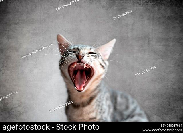 Cat yawning with mouth wide open and eyes closed