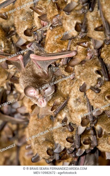 Mediterranean Horseshoe Bat - young bat colony Allariz, Galicia, Spain (Rhinolophus euryale)