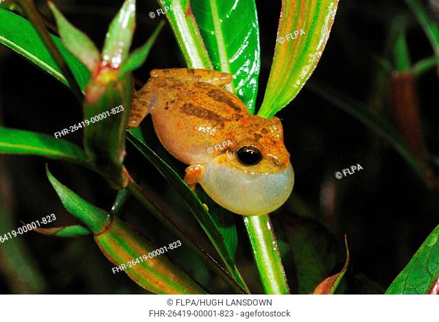 Common Shrub Frog Philautus popularis adult, calling, with inflated throat sac, Sinharaja Rainforest, Sri Lanka, february