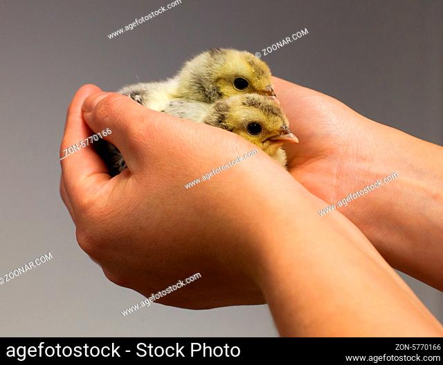 Chick on hand isolated on solid background