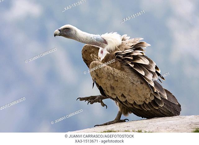 Griffon vulture, Gyps fulvus Ordesa y monte perdido national park, Huesca province, Aragon, spanish pyrenees
