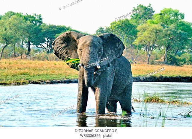stehend und warnend im Wasser der grosse Elefant, Standing and warning in the water the big elephant