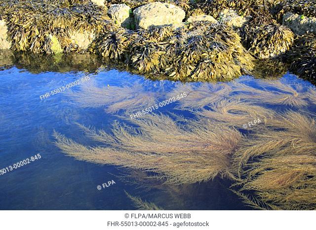 Japanese Wireweed Sargassum muticum introduced invasive species, fronds, growing in rockpool at low tide, with Toothed Wrack Fucus serratus fronds