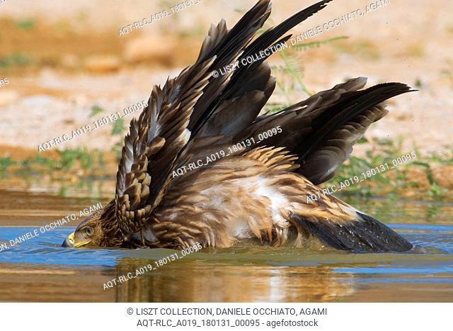 Juvenile Asian Imperial Eagle at water hole
