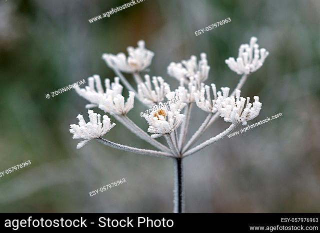 Dead Cow Parsley covered in hoar frost on a winters day