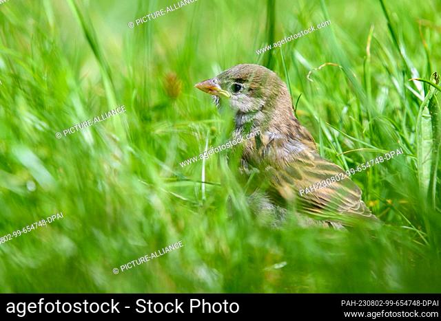 PRODUCTION - 01 August 2023, Saxony-Anhalt, Magdeburg: A house sparrow sits in the grass at Magdeburg Zoo. The sparrow had been raised in recent weeks by the...