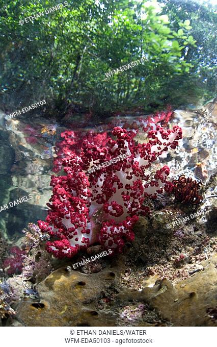 Soft Coral in shallow Water, Dendronephthya, Raja Ampat, West Papua, Indonesia