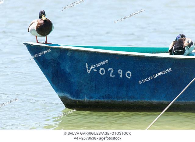 Two mallards resting on a rowboat in the Estany of Cullera, Valencia, Spain, Europe