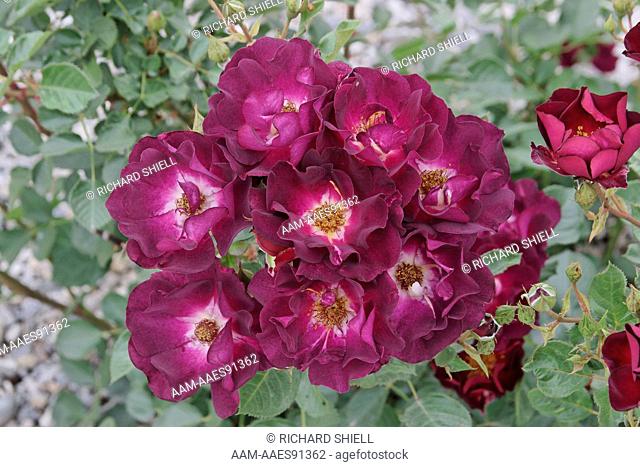Route 66 Rose, Rosa hybrid, modern shrub at Doremire garden, Bakersfield CA USA