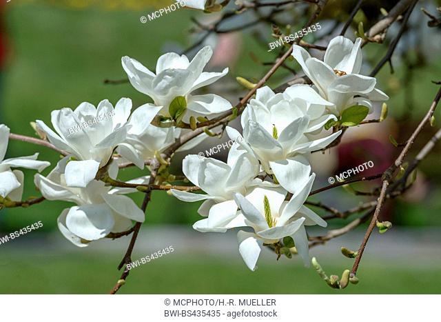 Lily Tree, Yulan (Magnolia denudata), blooming