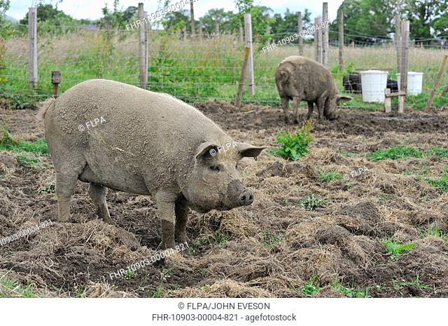Domestic Pig, Mangalitza gilts, rooting in paddock, England, july