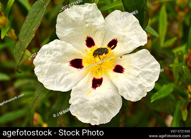 Laudanum (Cistus ladanifer) is a shrub native to western Mediterranean region. Phytophagous beetle (Oxythyrea funesta) between stamens