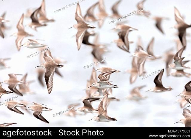 Flock of birds in the Gulf of Nicoya