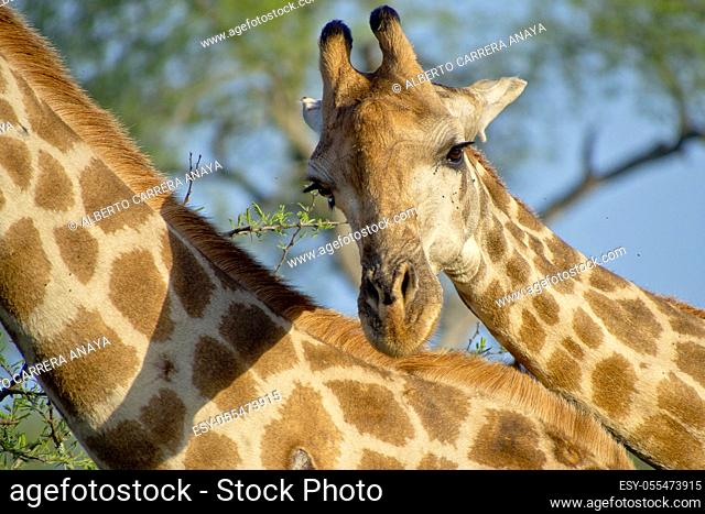 Giraffe, Giraffa camelopardalis, Kruger National Park, Mpumalanga, South Africa, Africa