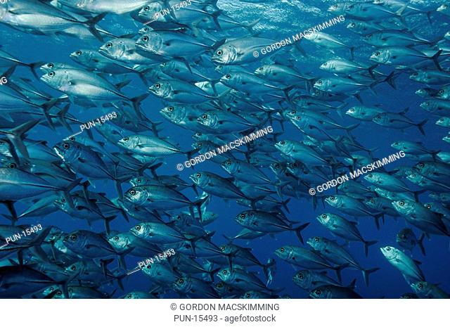 A school of big-eye trevally Caranx sexfasciatus swim past By day this species gathers together in large tightly packed schools often holding their place in the...