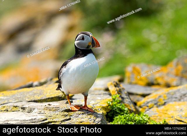 Atlantic Puffin, Isle of Noss, Scotland, Shetland Islands
