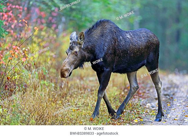 Canadian moose, Northwestern moose, Western moose (Alces alces andersoni, Alces andersoni), female walks at the edge of the wood, Canada, Ontario