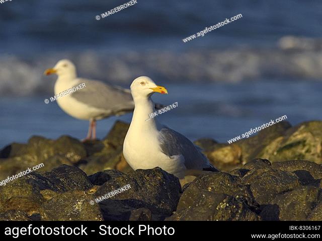 Two european herring gulls (Larus argentatus) on a stone groyne in the North Sea, Wangerooge, Lower Saxony, Germany, Europe