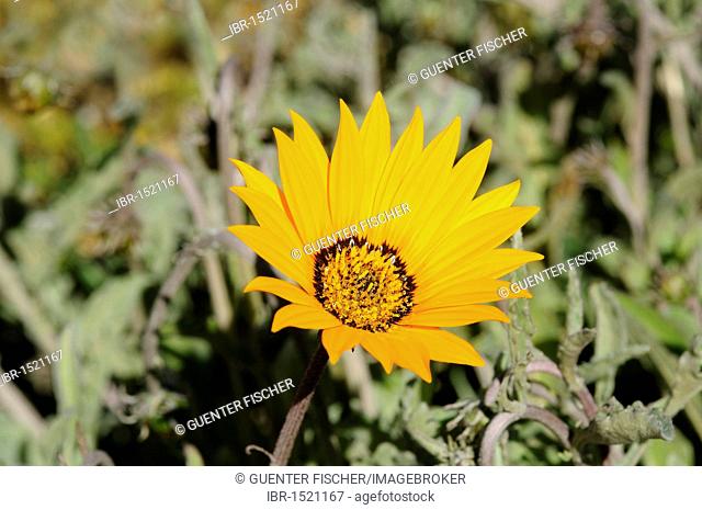 African daisy or Gousblom (Arctotis hirsuta), Namaqualand, South Africa, Africa