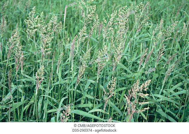 Ribbon Grass (Phalaris arundinacea). Unteres Odertal National Park