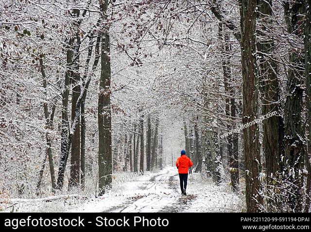 dpatop - 20 November 2022, Berlin: A jogger runs through the snow-covered Berlin forest at temperatures around zero degrees Celsius