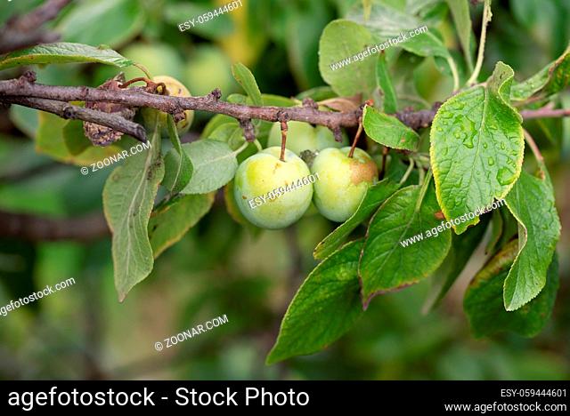 Naturalistic view of two unripe green plum on a tree branch