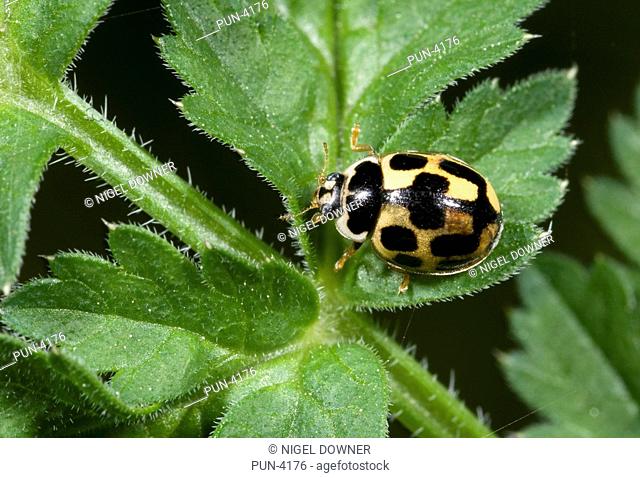 14-spot ladybird Propylea 14-punctata Adult Joined spots form On leaf in woodland