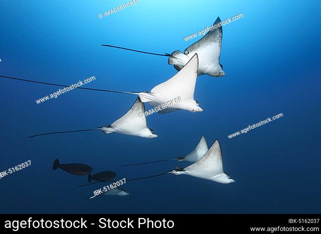 Swarm Spotted eagle rays (Aetobatus narinari), Indian Ocean, Maldives, Asia