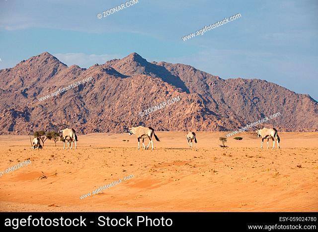 Oryx in the Namib Naukluft National Park, Namibia