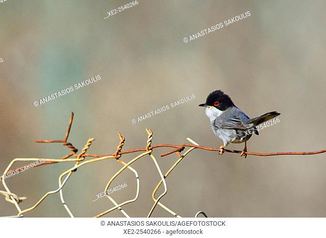 Sardinian Warbler - Sylvia melanocephala, Crete
