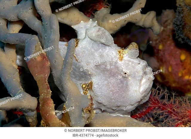 Gray Frogfish (Antennarius sp.) hidden in the sponge, Tukangbesi Archipelago, Wakatobi National Park, Banda Sea, Southeast Sulawesi, Indonesia