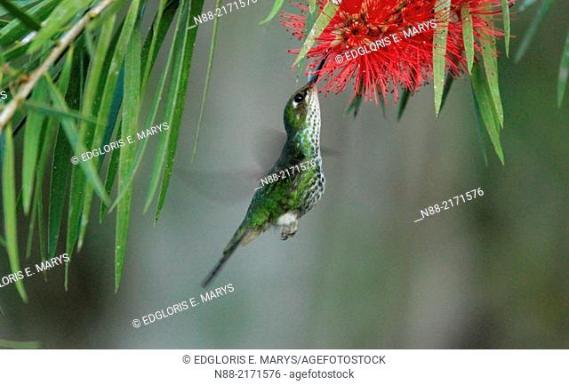Female Raquet-tailed Puffleg hummingbird feeding on Callistemon citrinus, Altos de Pipe, Venezuela