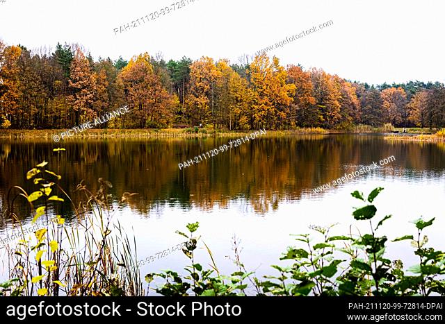 20 November 2021, Lower Saxony, Langenhagen: Trees with autumnal coloured leaves are reflected in the water of the Waldsee Krähenwinkel in the region of...