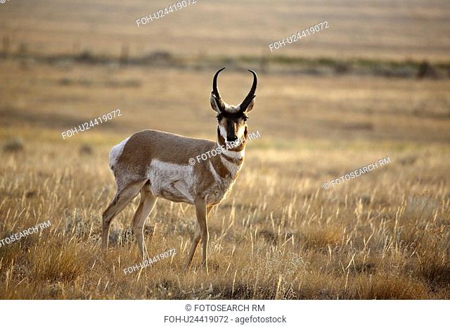 grazing, pronghorn, creek, sage, antelope, male