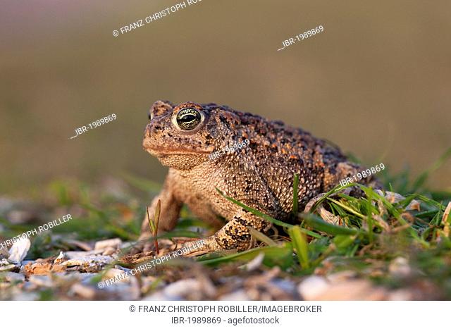 Natterjack Toad (Epidalea calamita syn. Bufo calamita), Texel, The Netherlands, Europe