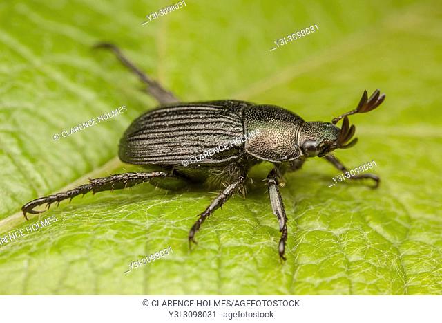 A dark form of the Oriental Beetle (Exomala orientalis) on a leaf