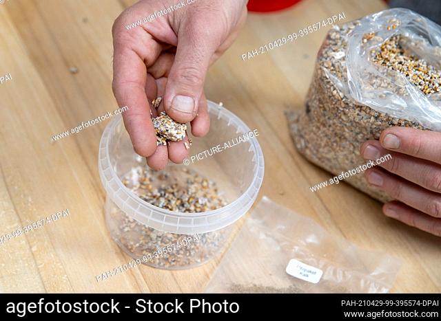 19 April 2021, Bavaria, Nuremberg: Ralph Haydl scatters mushroom spawn into the pot of a mushroom growing kit for oyster mushrooms